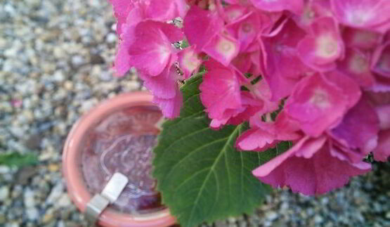 мармелад из ревеня и клубники с мятой