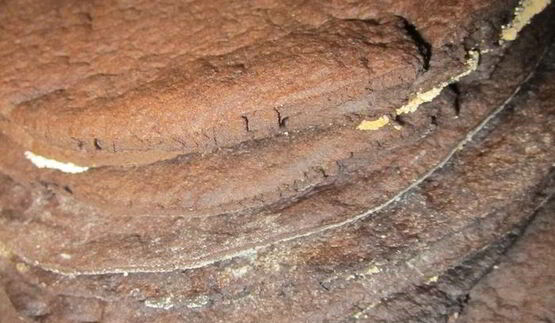 пироженое шоколадный чернослив