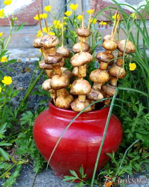 Шампиньоны на шпажках на мангале