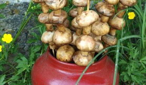 шампиньоны на шпажках на мангале