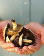 Жаренные грибы козлята