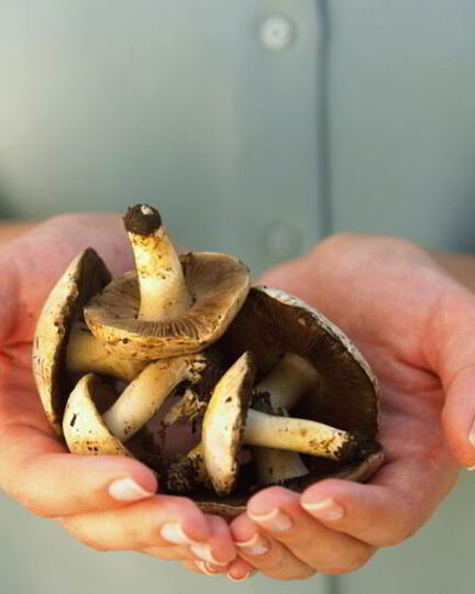 Рецепт жаренных грибов козлята