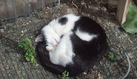 гуляш с квашеной капустой