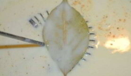 лазанья со шпинатом