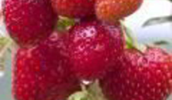 стейк паргит в соево-медовом соусе