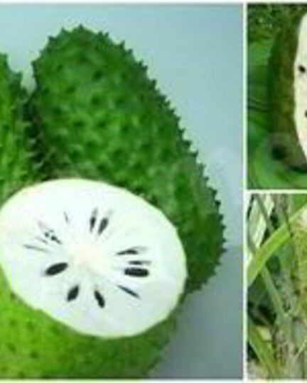 Рецепт чая с саусепом