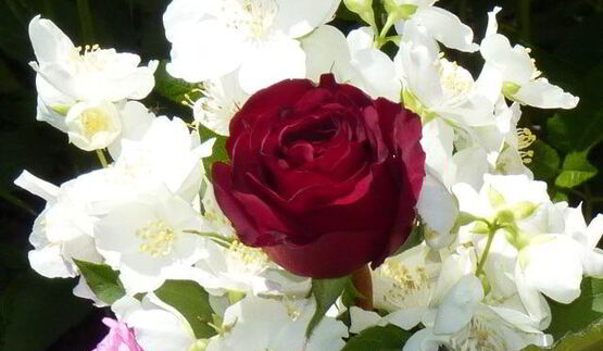 летний цветочный чай для подруг