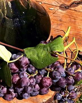 Домашнее вино из лидии