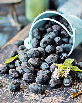 Кисель из жимолости