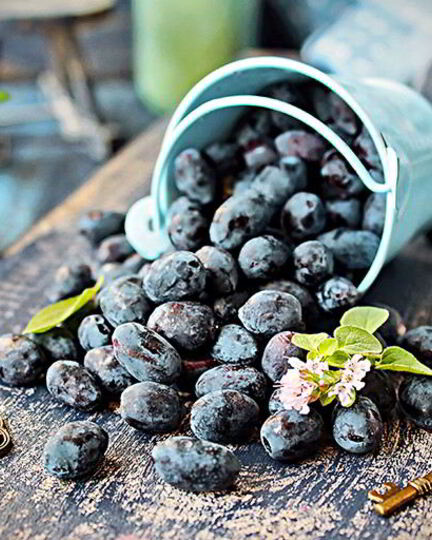 Рецепт киселя из жимолости