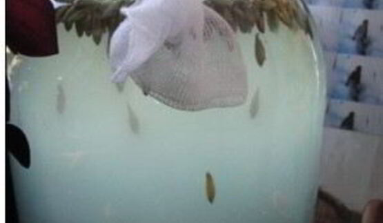 квас из овса