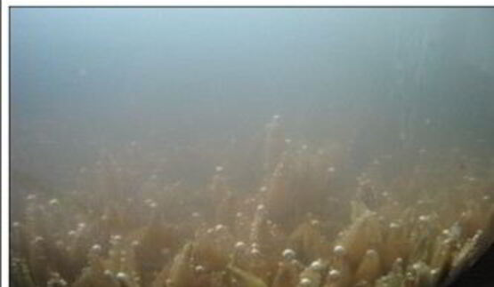 квас из овса