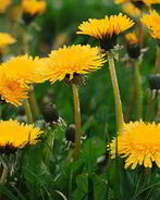 Вино из одуванчиков