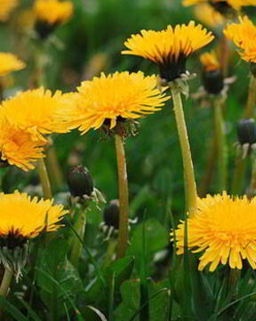 Вино из одуванчиков