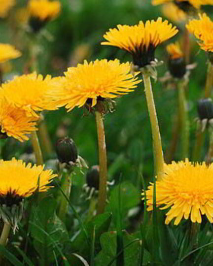 Рецепт вина из одуванчиков