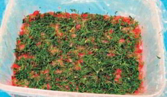 красная рыба под шубой салат