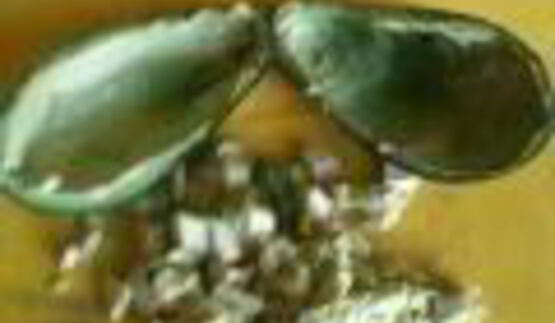 салат цезарь в лодочках из авокадо