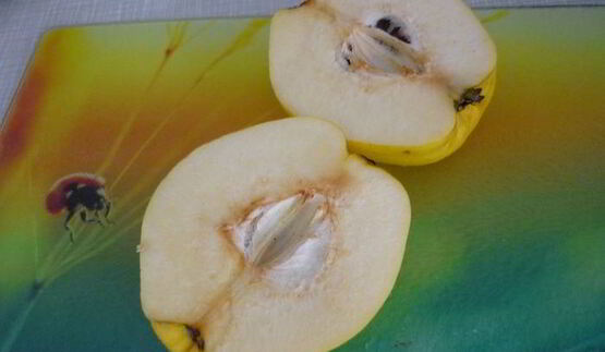 щи из квашеной капусты с белыми грибами и айвой