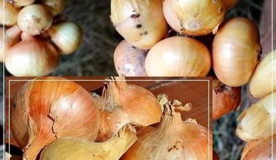 щи из квашеной капусты с уткой