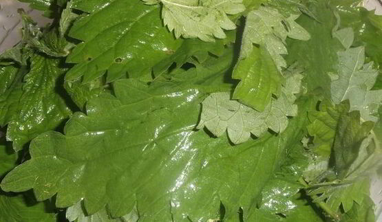 щи крапивные