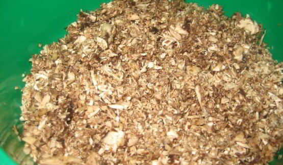 грибной суп-пюре на молоке из свежих грибов