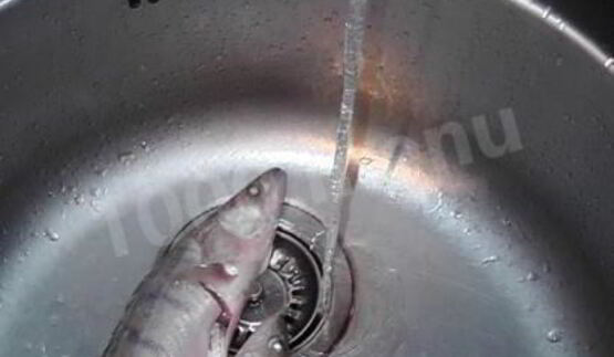 уха судачья по-ростовски