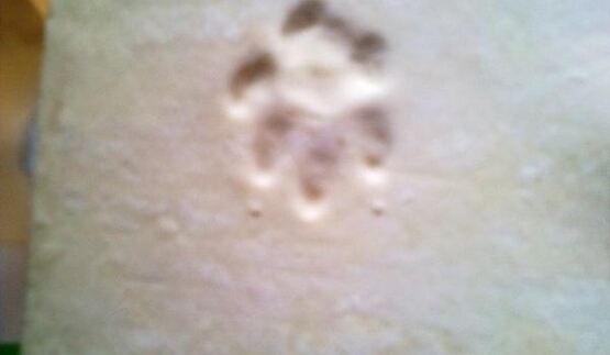 сырный наполеон