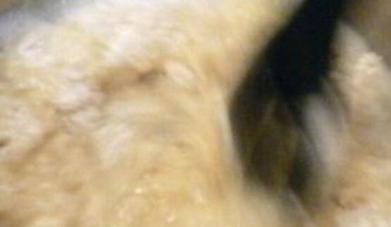 эклеры шоколадные