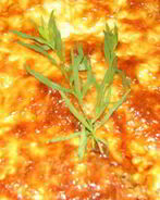 Запеканка по-грузински