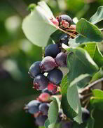 Компот из ирги на зиму