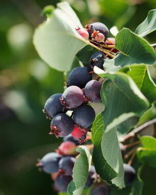 Компот из ирги на зиму