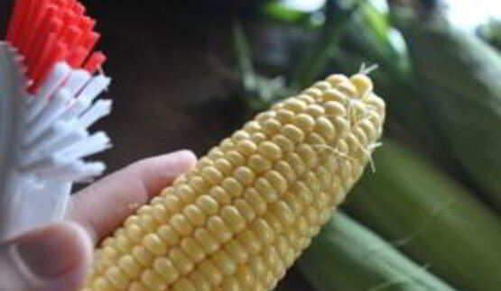 консервированная кукуруза в початках на зиму