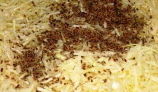 квашеная капуста с укропом