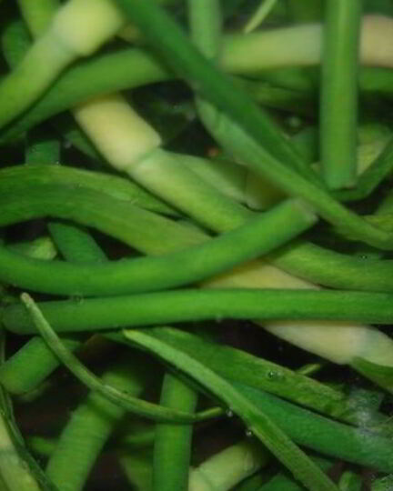 Рецепт маринования стрелок чеснока