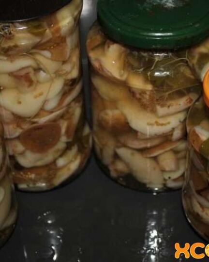 Рецепт маринованных маслят