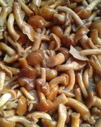 Маринованные опята без стерилизации