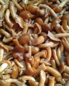 Маринованные опята без стерилизации