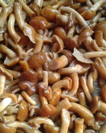 Рецепт маринованных опят без стерилизации