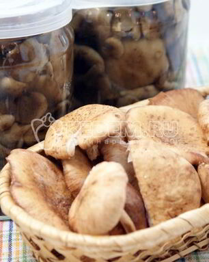 Маринованные опята на зиму