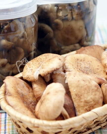 Рецепт маринованных опят на зиму