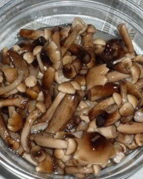 Маринованные опята в масле