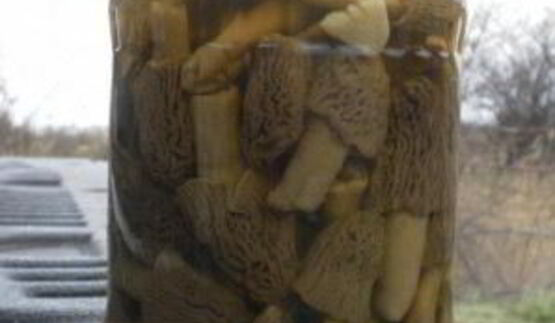 сморчки маринованные