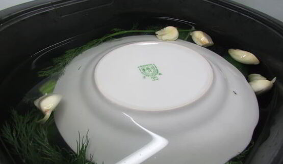 малосольные огурчики в минеральной воде