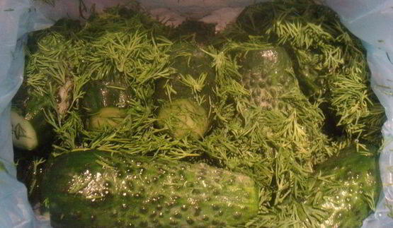 малосольные огурцы без рассола