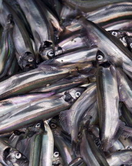 Рецепт мойвы пряного посола