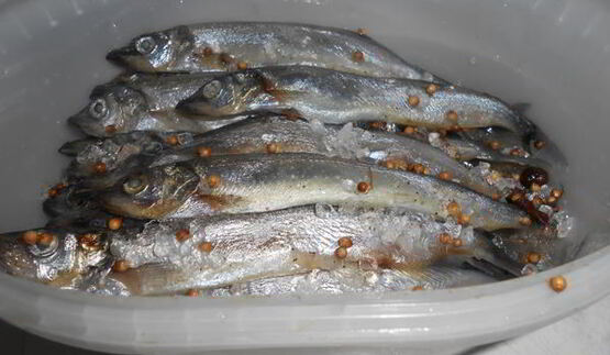 соленая мойва по-домашнему