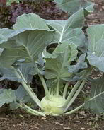 Заготовка из кольраби на зиму