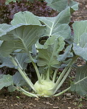 Заготовка из кольраби на зиму