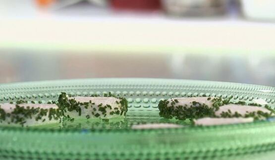 канапе с форелью