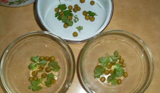 домашний холодец из свинины